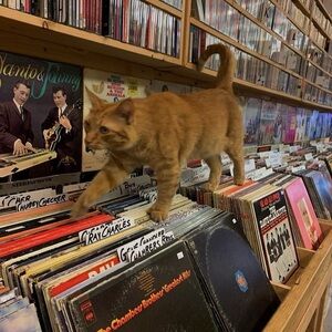 Meet your Posher, Gloria